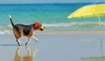 hond vakantietijd strand
